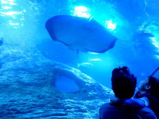 西オーストラリア水族館 パースのおすすめ観光地 名所 現地を知り尽くしたガイドによる口コミ情報 トラベルコ