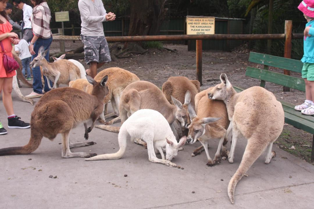 カバシャム ワイルドライフ パーク パースのおすすめ観光地 名所 現地を知り尽くしたガイドによる口コミ情報 トラベルコ