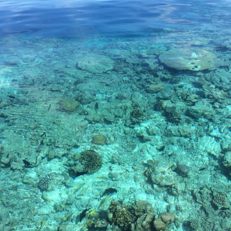 マーフシ島 モルディブのおすすめ観光地 名所 現地を知り尽くしたガイドによる口コミ情報 トラベルコ