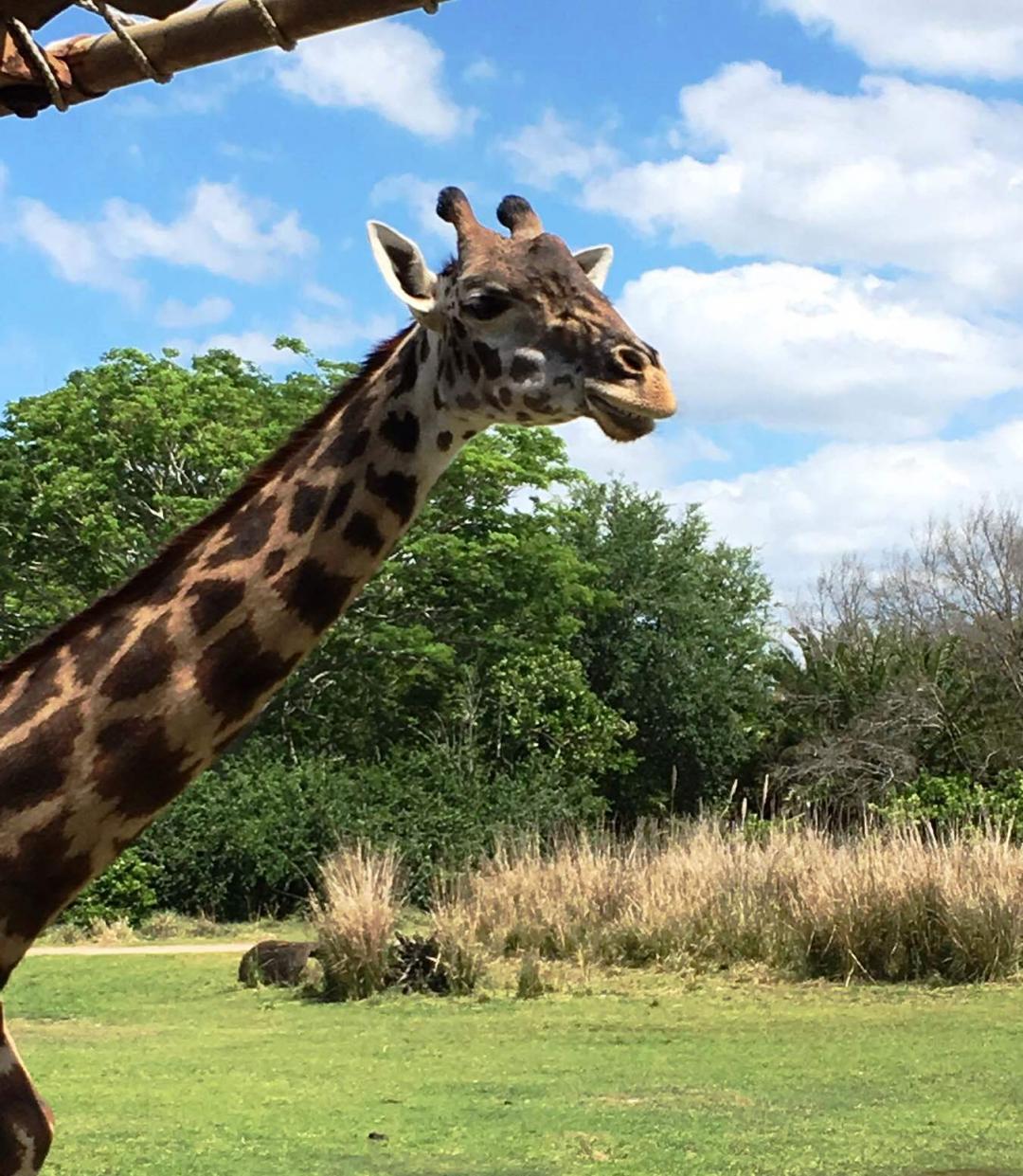 ウォルト ディズニー ワールド オーランドのおすすめ観光地 名所 現地を知り尽くしたガイドによる口コミ情報 トラベルコ