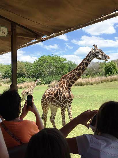 ディズニー アニマルキングダム オーランドのおすすめ観光地 名所 現地を知り尽くしたガイドによる口コミ情報 トラベルコ