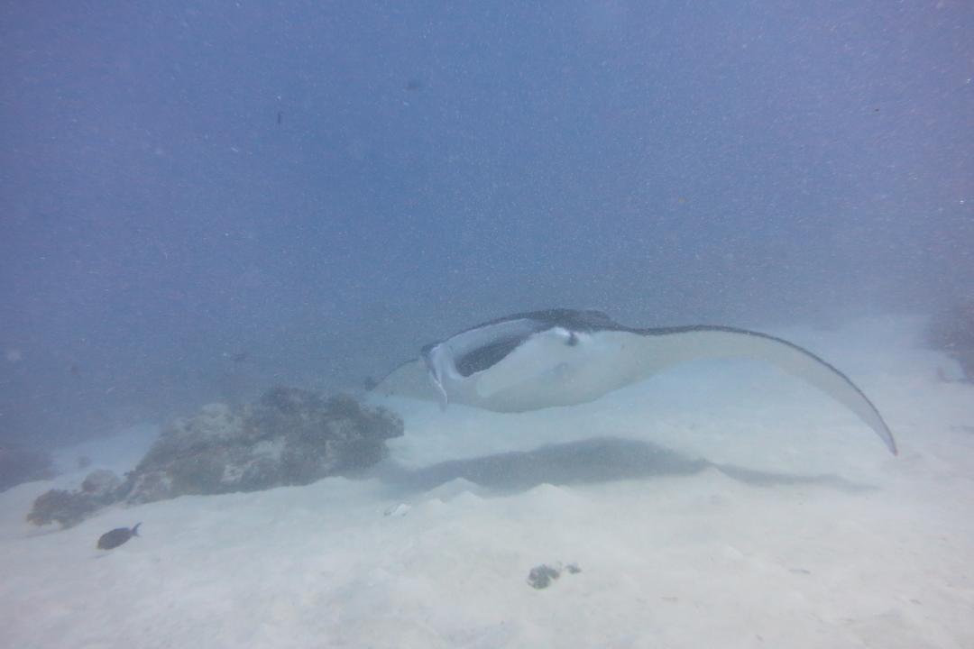 ジャーマンチャネル パラオのおすすめ観光地 名所 現地を知り尽くしたガイドによる口コミ情報 トラベルコ