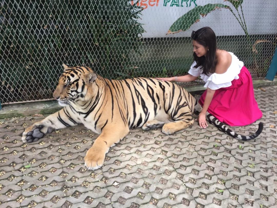 パタヤ タイガー パーク バンコクのおすすめ観光地 名所 現地を知り尽くしたガイドによる口コミ情報 トラベルコ