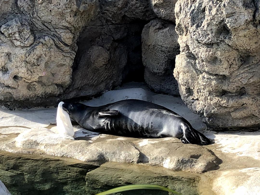 ワイキキ水族館 オアフ島 ホノルルのおすすめ観光地 名所 現地を知り尽くしたガイドによる口コミ情報 トラベルコ