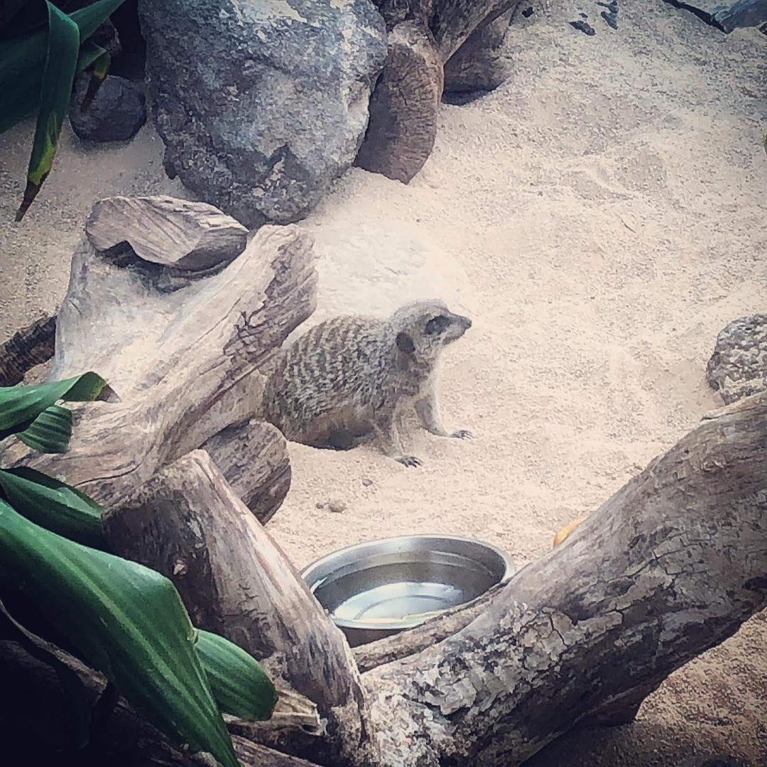 ホノルル動物園 オアフ島 ホノルルのおすすめ観光地 名所 現地を知り尽くしたガイドによる口コミ情報 トラベルコ