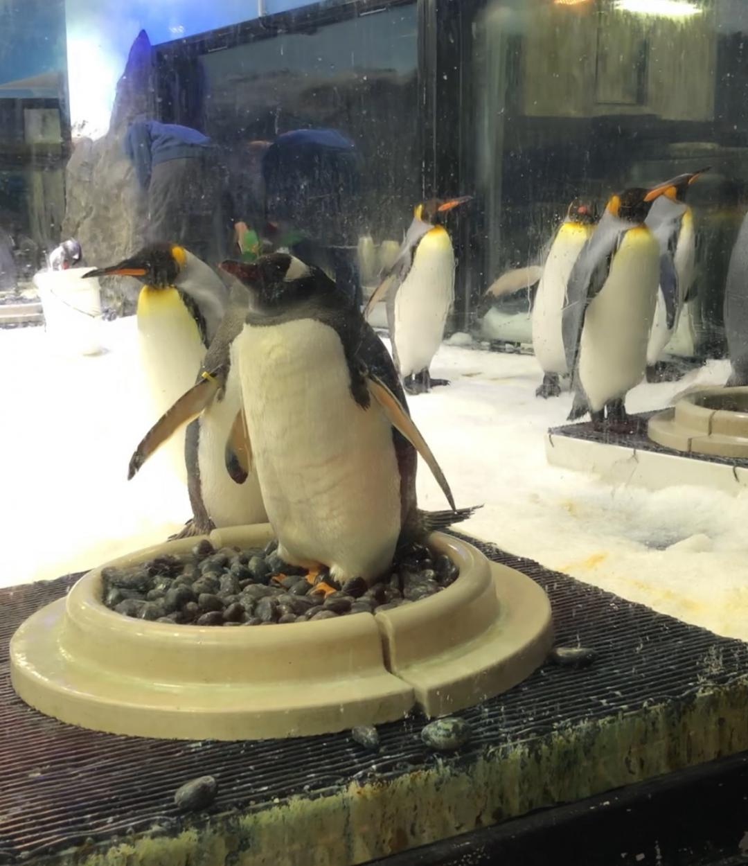 シー ライフ シドニー水族館 シドニーのおすすめ観光地 名所 現地を知り尽くしたガイドによる口コミ情報 トラベルコ