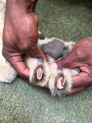 ライオンパーク 南アフリカのおすすめ観光地 名所 現地を知り尽くしたガイドによる口コミ情報 トラベルコ