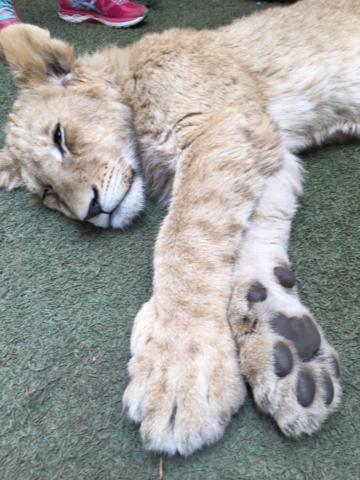 ライオンパーク 南アフリカのおすすめ観光地 名所 現地を知り尽くしたガイドによる口コミ情報 トラベルコ