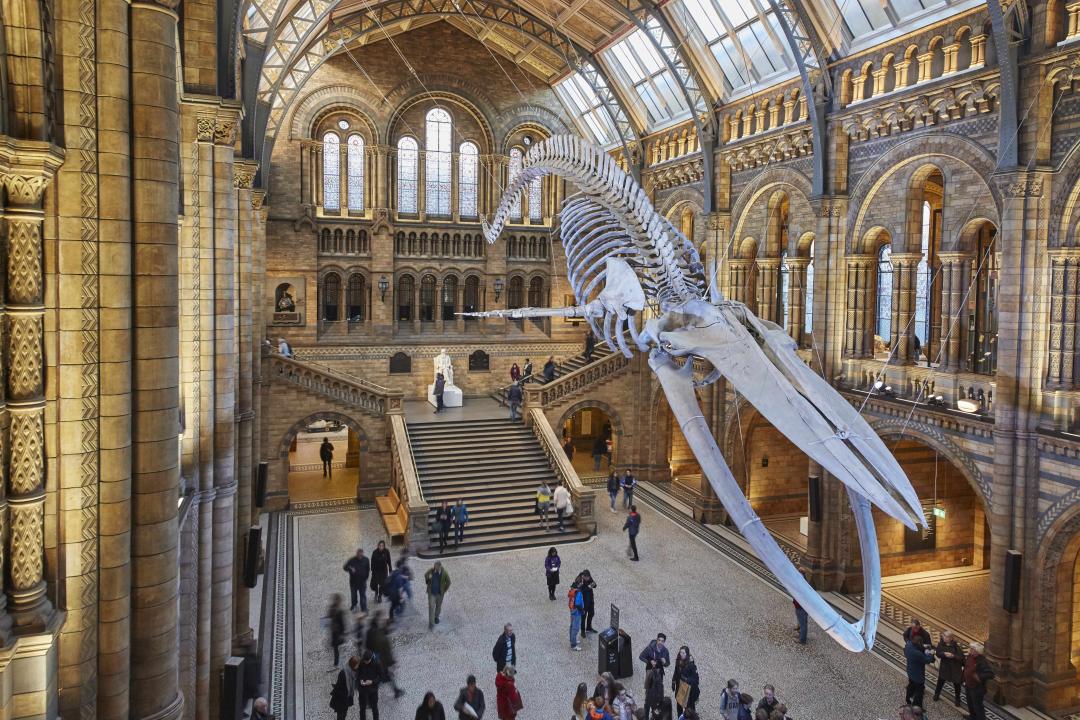 ロンドン自然史博物館 ロンドンのおすすめ観光地 名所 現地を知り尽くしたガイドによる口コミ情報 トラベルコ