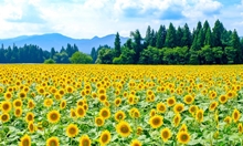 全国の人気ひまわり畑まとめ