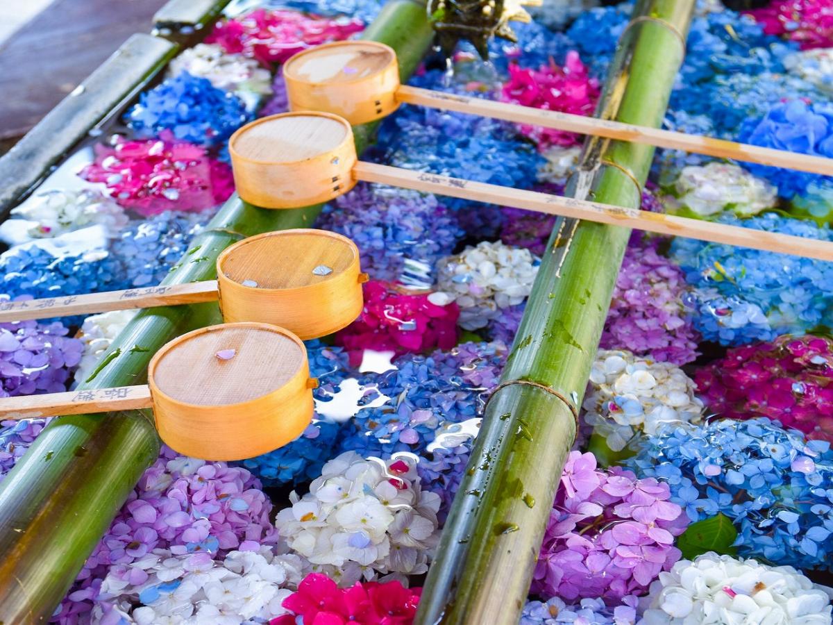 京都のあじさい名所14選！有名あじさい寺から穴場まで♪　2025年あじさい祭り・ライトアップや見頃情報も