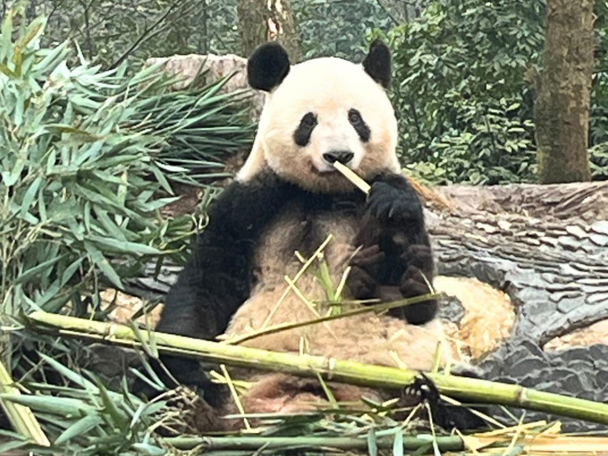 01_シャンシャンソロ