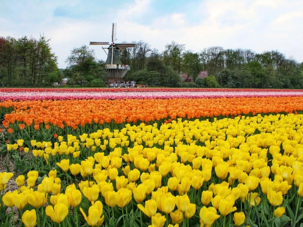 アムステルダムのおすすめ観光スポット9選 定番人気はココ トラベルコ