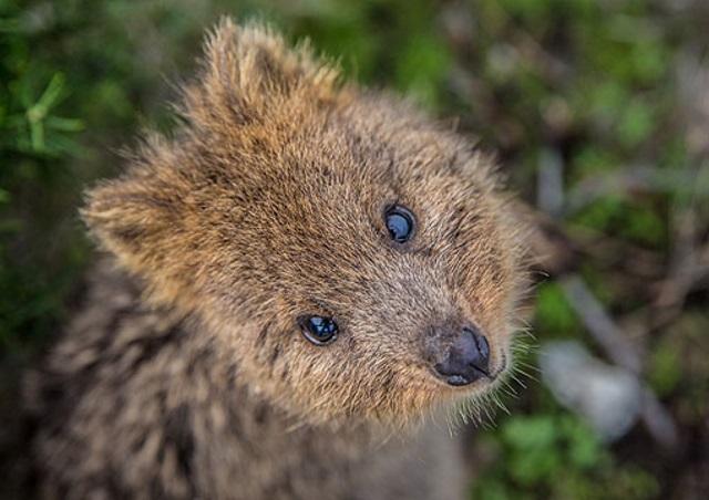 ロットネスト島-小型ワラビーの一種、かわいいクオッカ