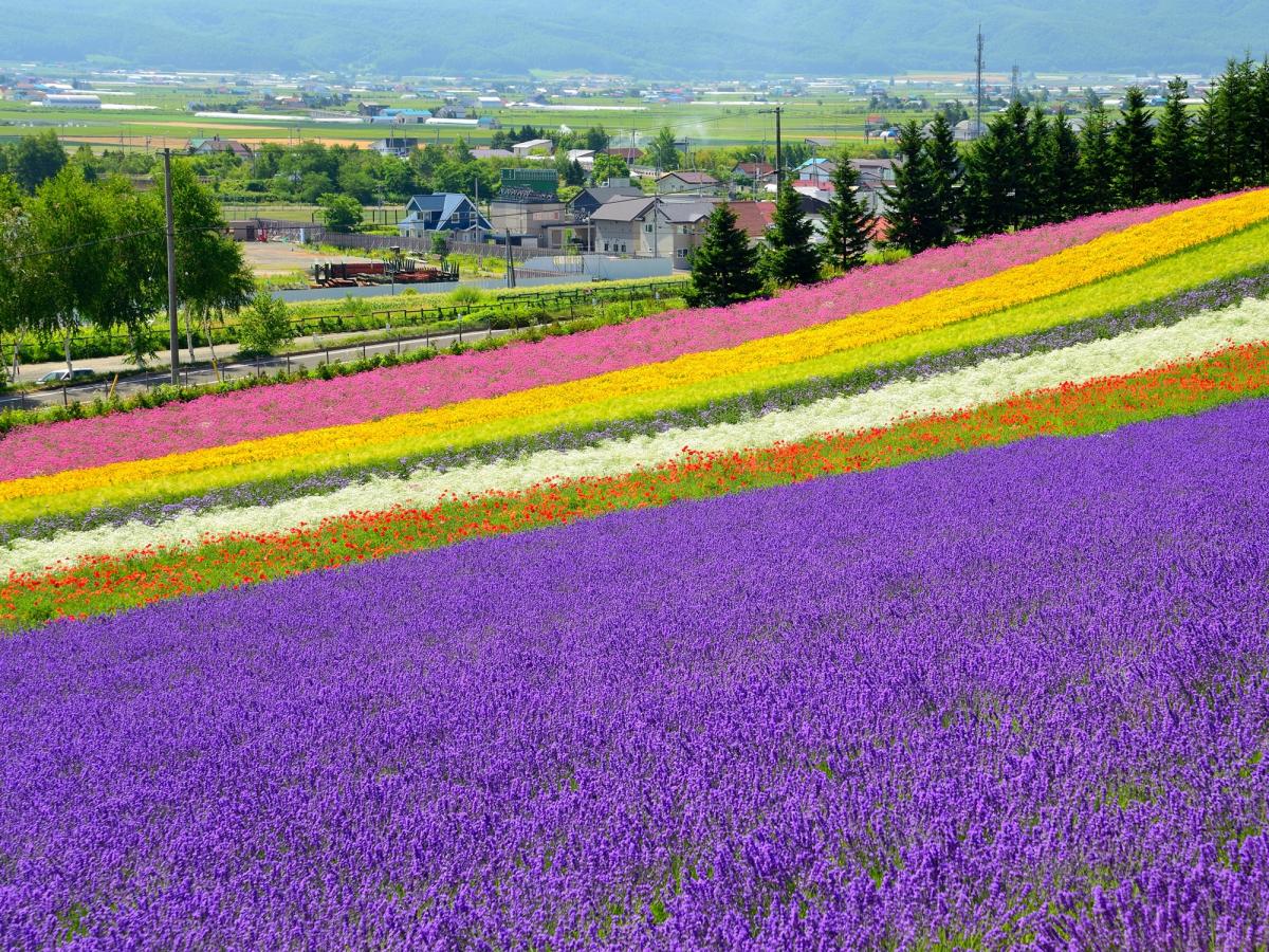 21年 北海道 イベント 花見 花火 お祭りの中止 延期 再開情報 トラベルコ