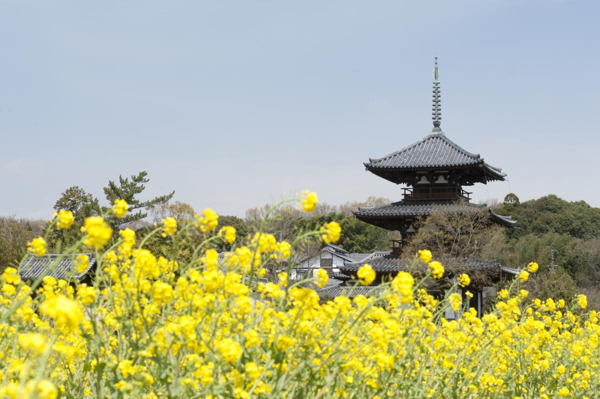 22年 奈良県のイベント お花見 お祭りなど 中止 開催 延期情報 トラベルコ