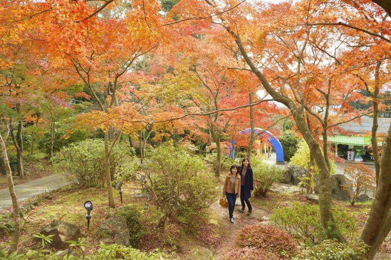 関東の人気紅葉スポットでもみじ狩り 名所の見頃 ライトアップ情報など Go To トラベルで行こう トラベルコ