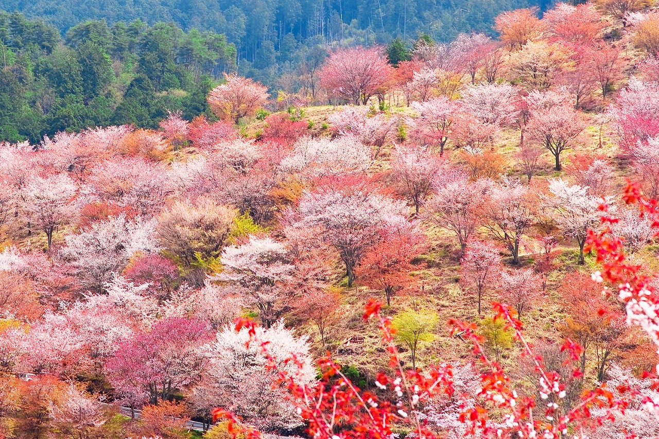 22年 全国おすすめ桜の名所 絶景お花見スポット50選 トラベルコ