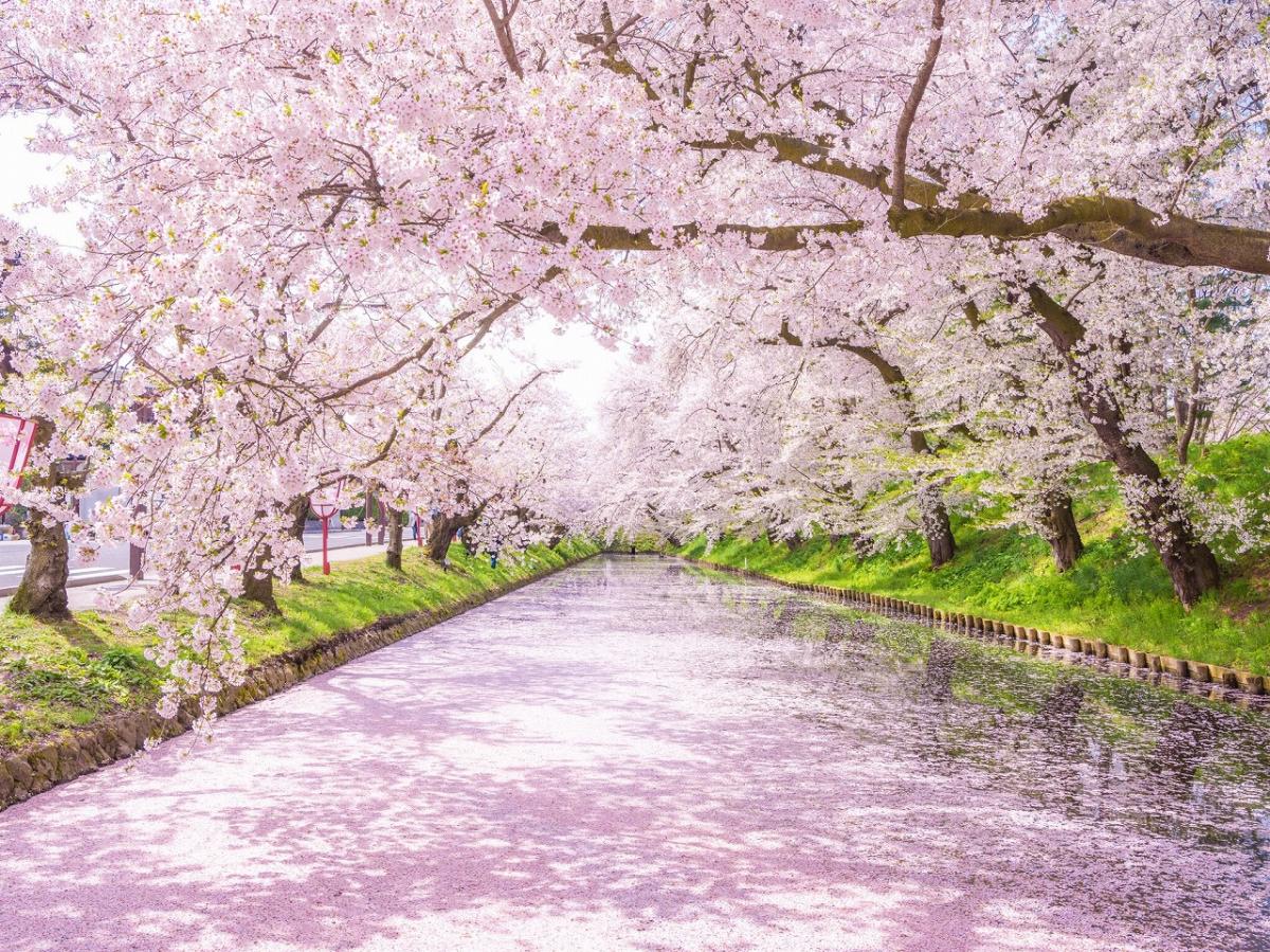 【2022年】絶景お花見スポット50選！全国の桜の名所をおすすめ