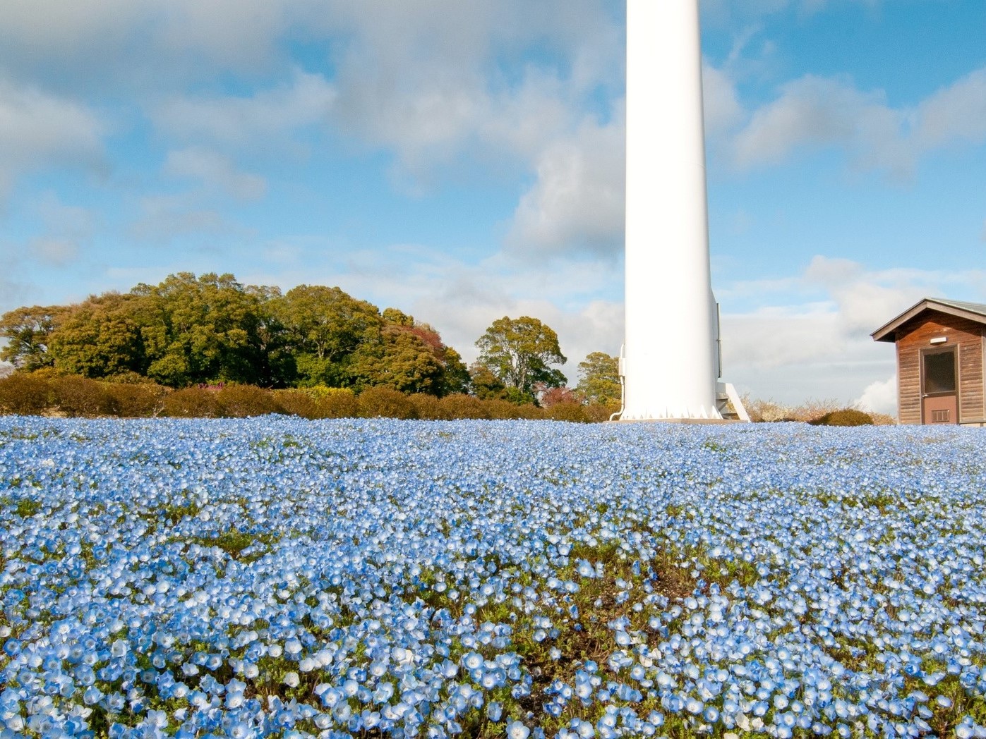 22 ネモフィラ畑の名所選 見頃 おすすめ絶景スポット 全国版 トラベルコ