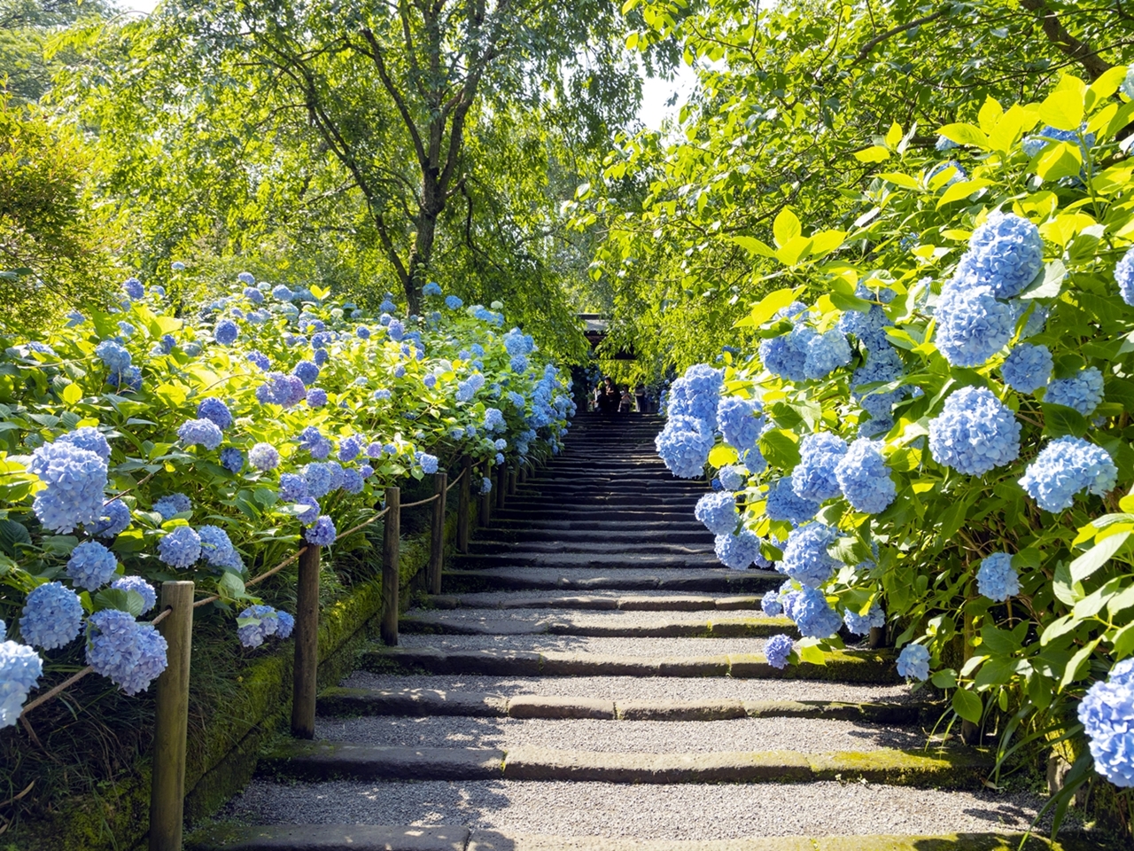 22 全国のあじさい名所 人気スポット45選 見頃や紫陽花祭り情報も トラベルコ