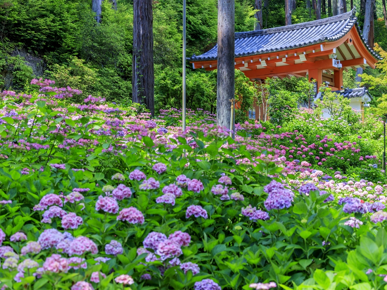 22 全国のあじさい名所 人気スポット45選 見頃や紫陽花祭り情報も トラベルコ