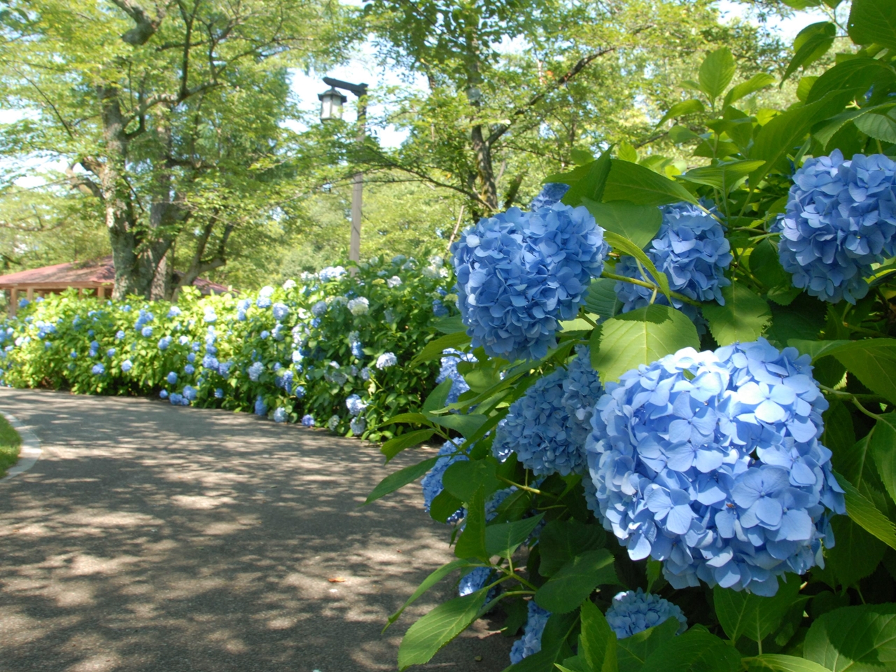 22 全国のあじさい名所 人気スポット45選 見頃や紫陽花祭り情報も トラベルコ