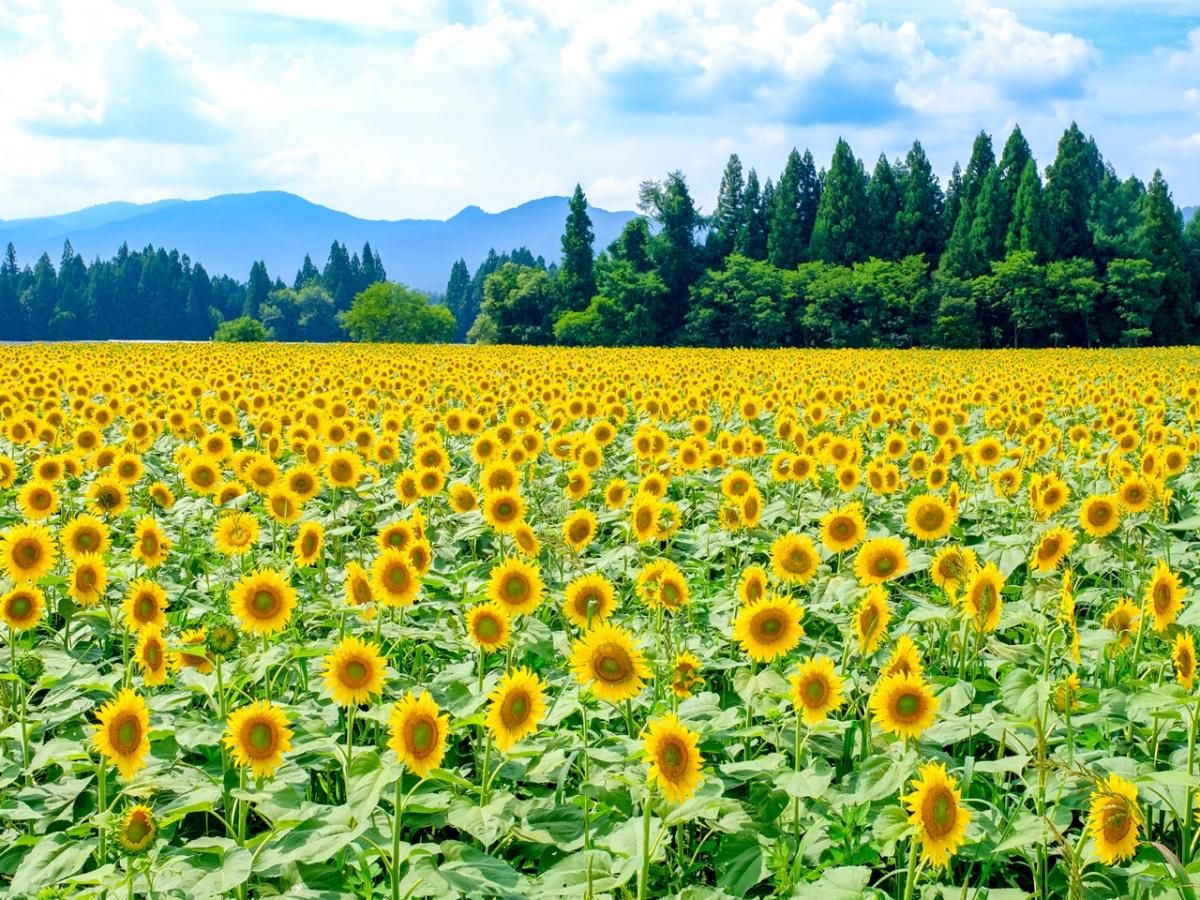 【2024年】全国ひまわり畑の名所28選！夏の絶景を見に行こう～見頃・イベント情報～