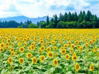 写真：【2025】全国ひまわり畑の名所28選！夏の絶景を見に行こう～見頃・イベント情報～
