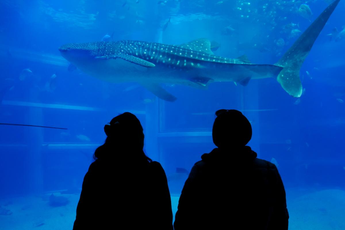 関西で行きたいおすすめの水族館16選！定番から穴場まで