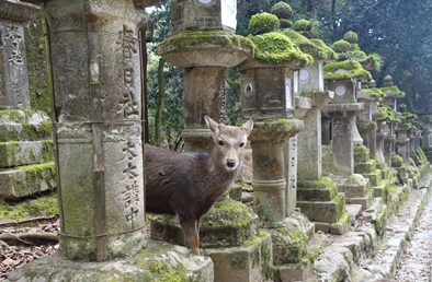 奈良市内旅行 おすすめ情報 国内ツアー検索 トラベルコ
