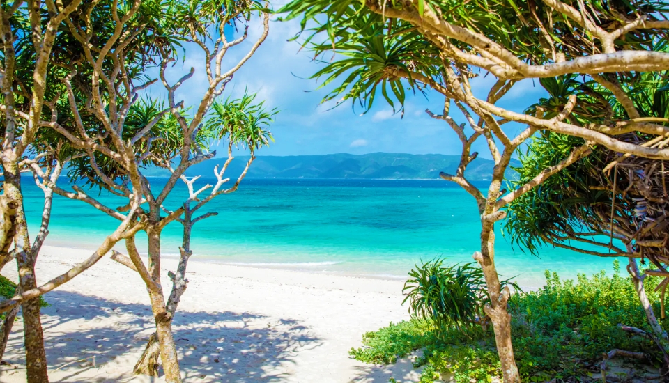 写真：奄美大島 旅行・ツアー