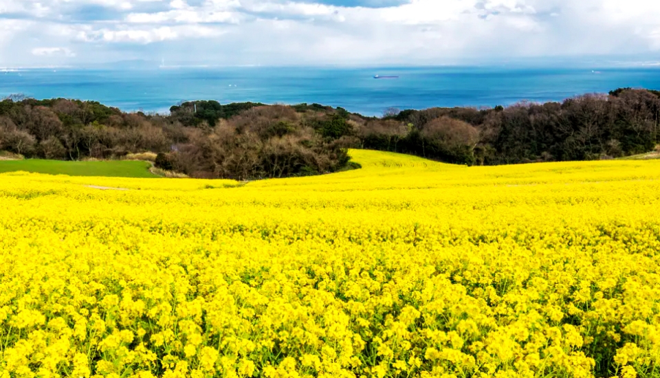 写真：淡路 旅行・ツアー