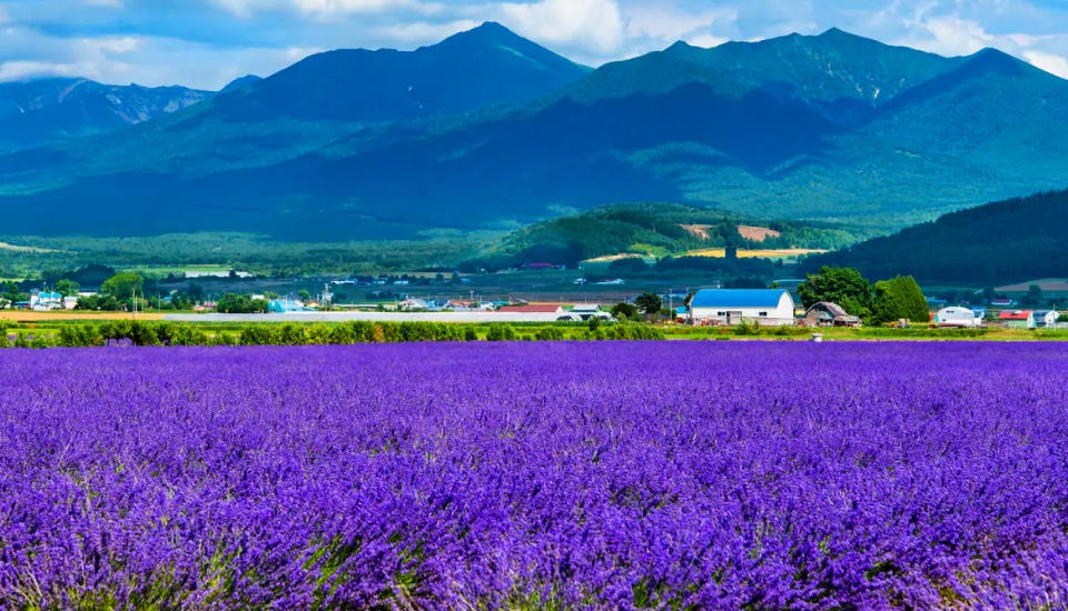写真：富良野・美瑛 旅行・ツアー