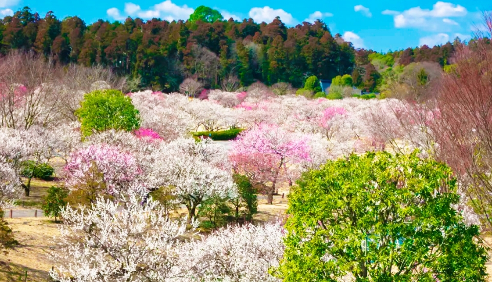 写真：水戸 旅行・ツアー