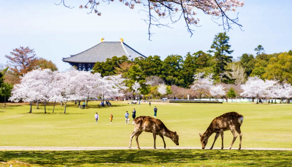 写真：奈良 旅行・ツアー