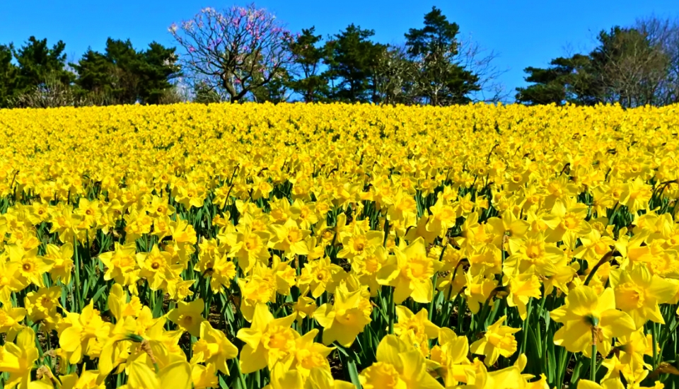 写真:大洗 旅行・ツアー