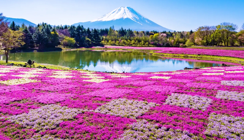 写真：山梨 旅行・ツアー