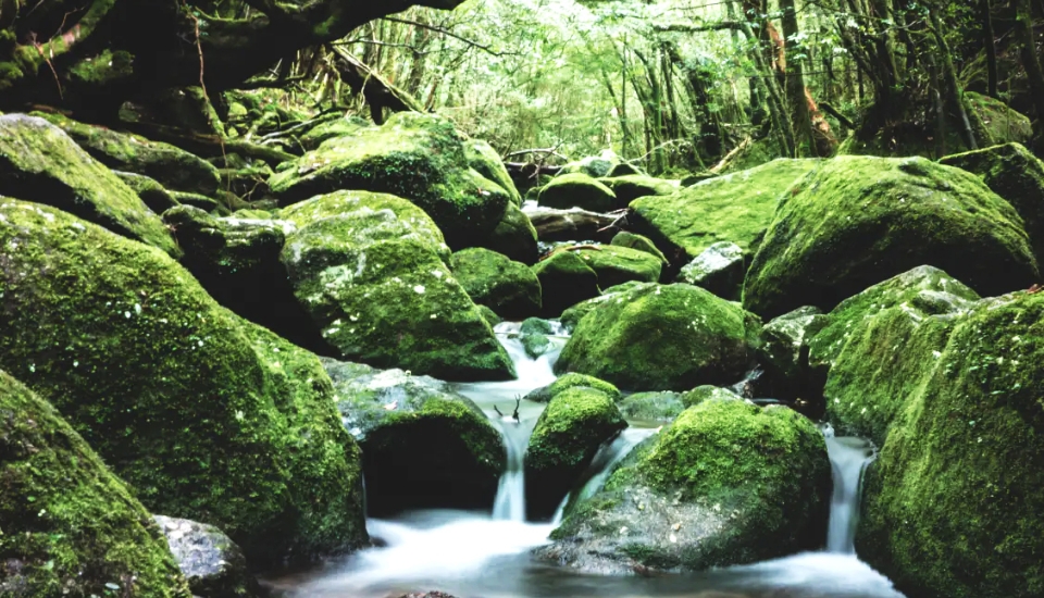 写真:屋久島 旅行・ツアー