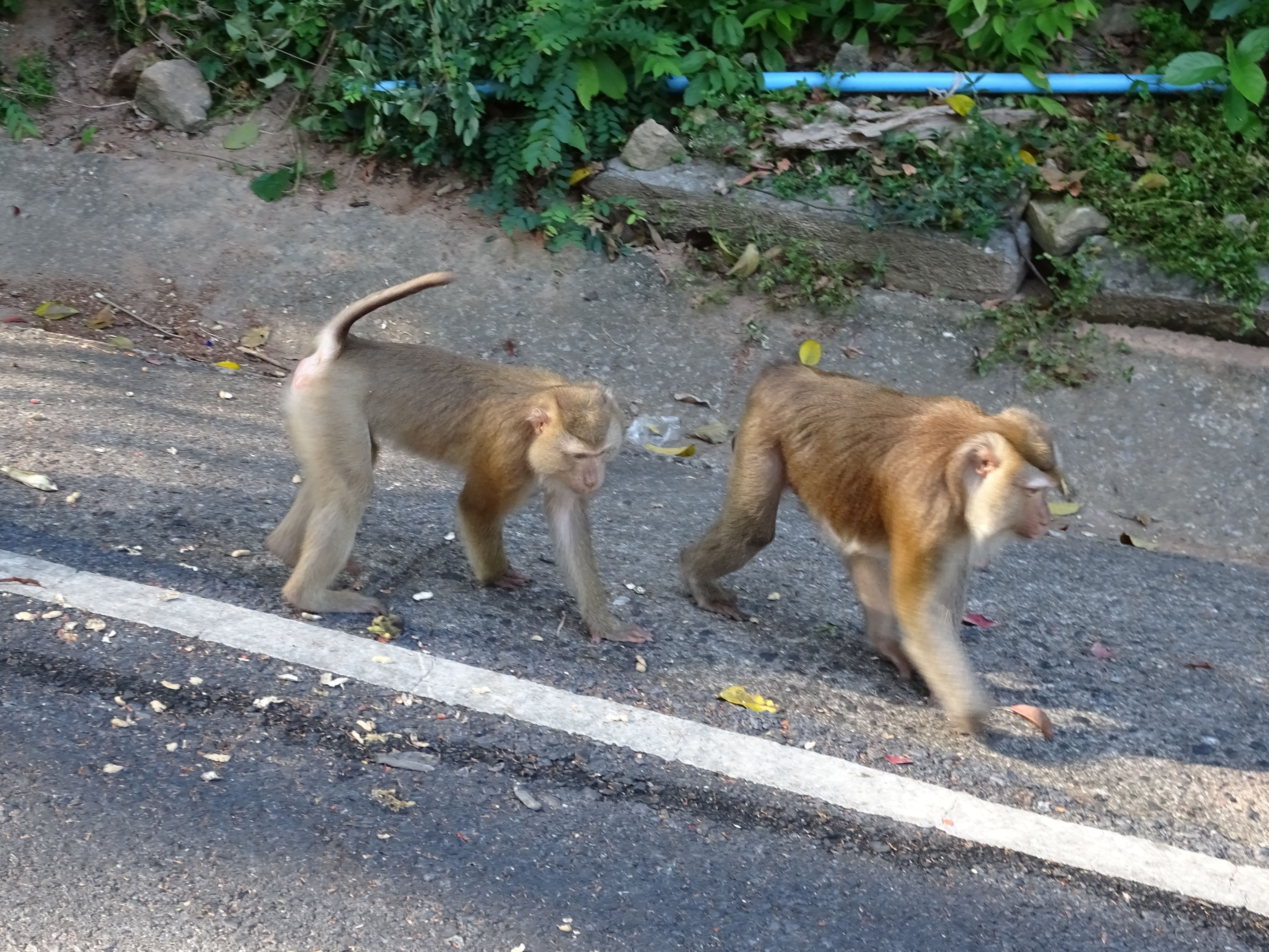 モンキーヒル プーケットのおすすめ観光地 名所 現地を知り尽くしたガイドによる口コミ情報 トラベルコ