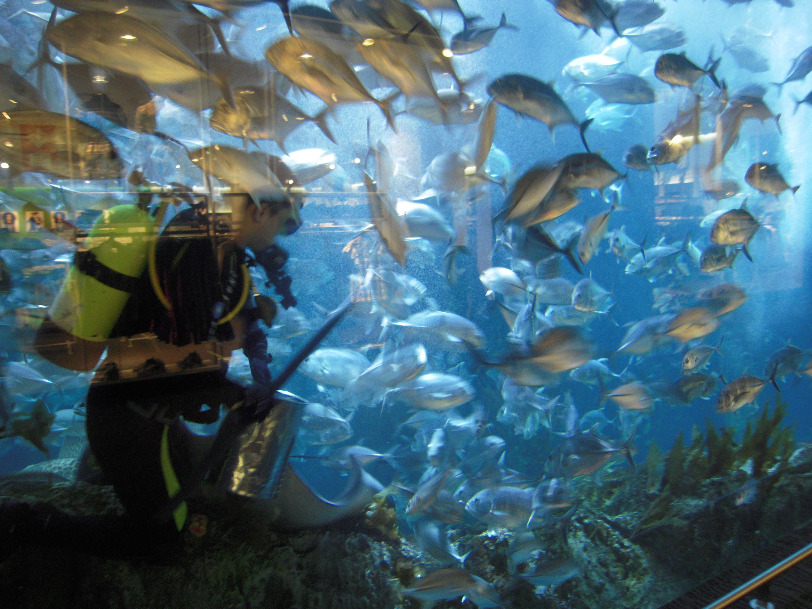 ドバイ水族館 水中動物園 ドバイのおすすめ観光地 名所 現地を知り尽くしたガイドによる口コミ情報 トラベルコ