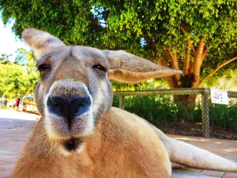 カンガルーもオヤジ顔でくつろぎモード。餌づけもOK