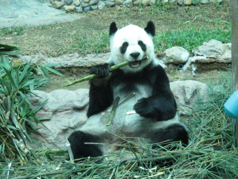 チェンマイのシンボル「ジャイアント・パンダ」