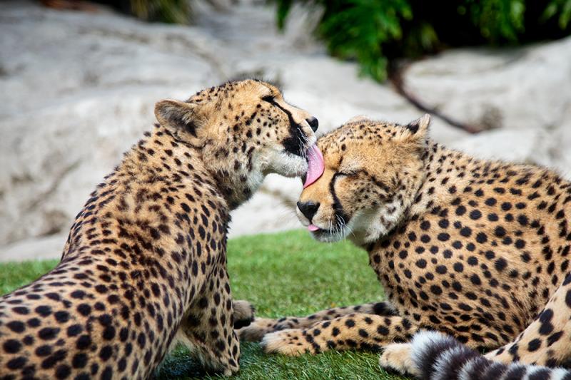 チーターたちものんびり