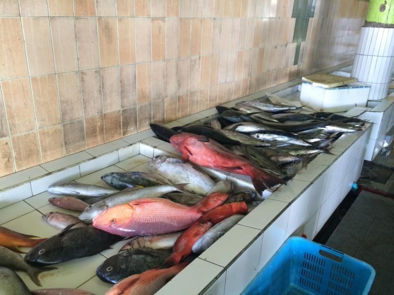 カラフルなお魚