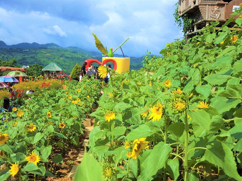 ヒマワリも咲いています
