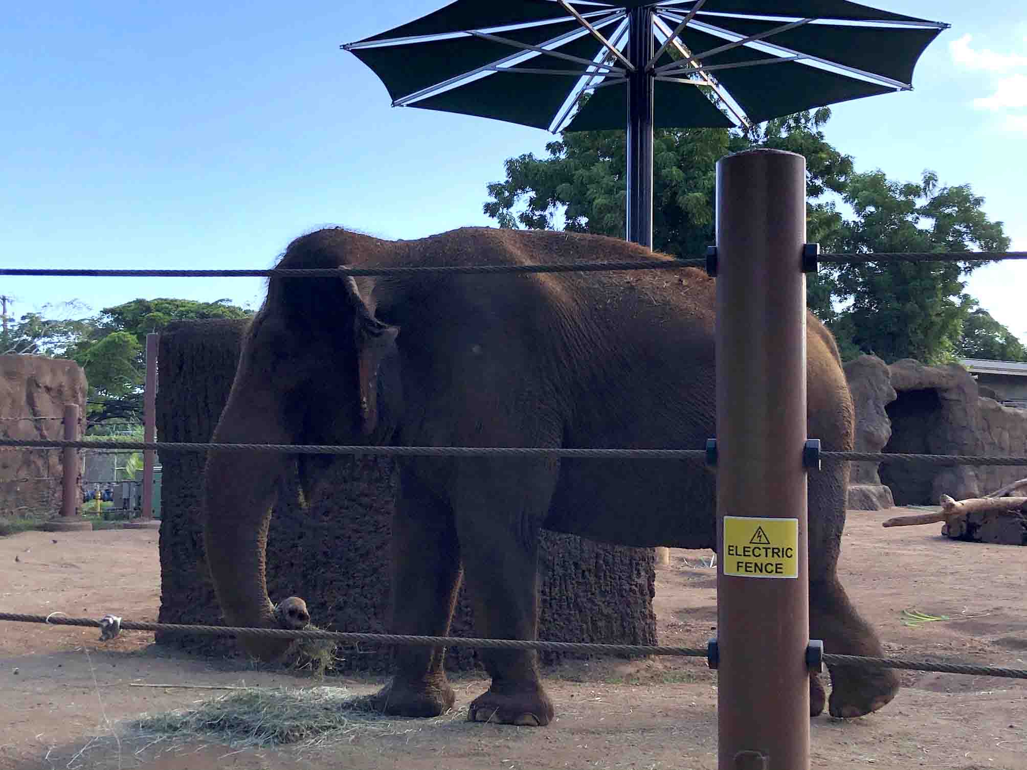 ホノルル動物園 オアフ島 ホノルルのおすすめ観光地 名所 現地を知り尽くしたガイドによる口コミ情報 トラベルコ