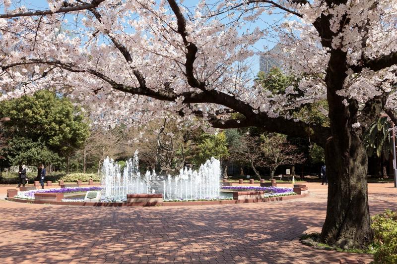 かもめの広場では春にはサクラが満開に。お花見が楽しめます