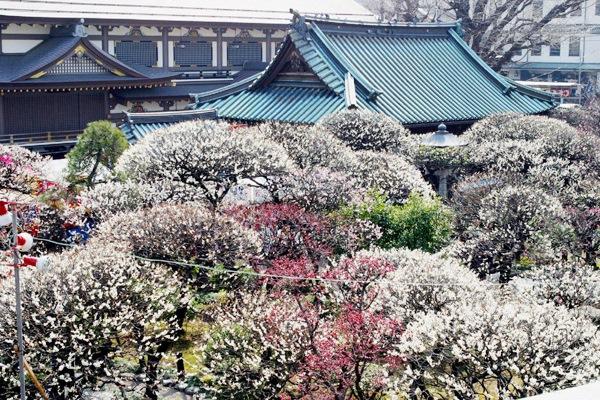 梅園に咲く多彩な梅。梅まつりは例年2月上旬から3月上旬に開催されます