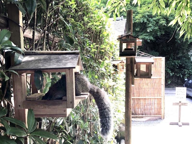 境内には野生の動物も集まる